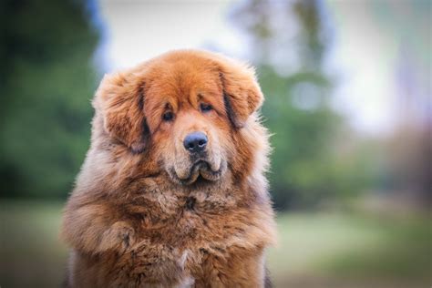 mastim tibetano tamanho